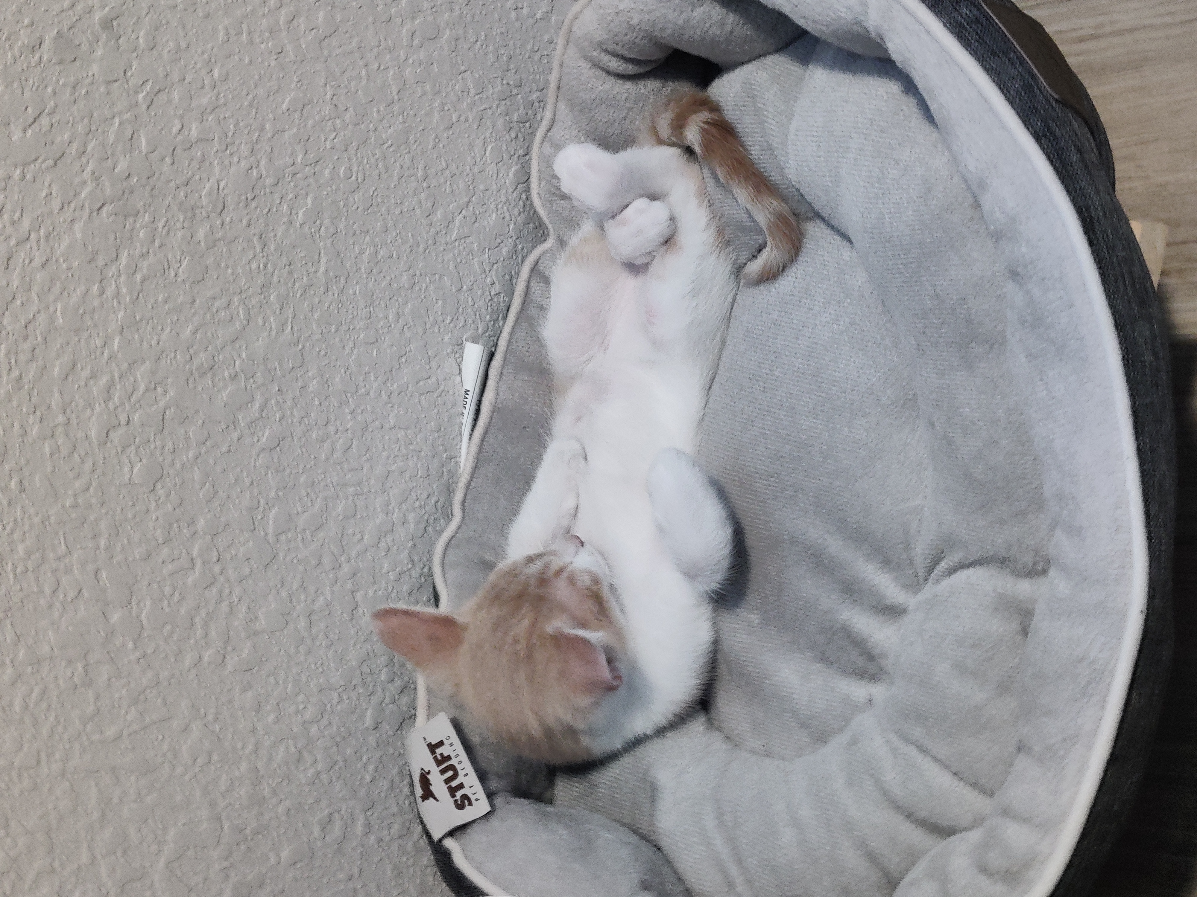 sleepy cat